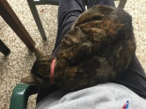 Mindfulness with a cat